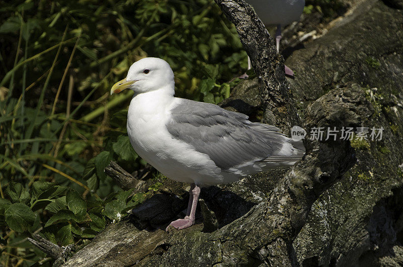 白头鸥(Larus glaucescens)是一种生活在阿拉斯加西海岸到华盛顿海岸的大型白头鸥。阿拉斯加威廉王子湾。